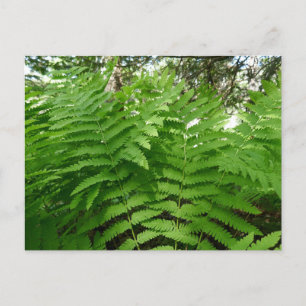 Fern Fronds IV Green Nature Botanical Postcard