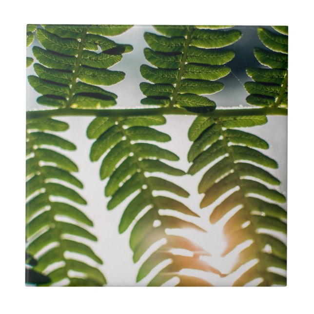 fern golly ceramic tile (Front)