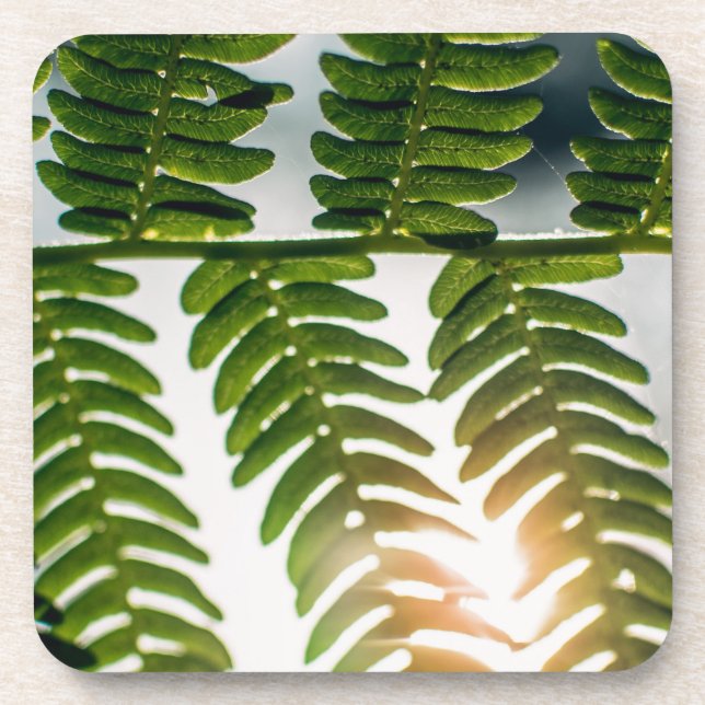 fern golly coaster (Front)