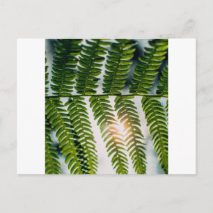 fern golly postcard