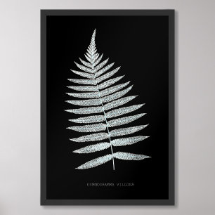 Fern - Gymnogramma Villosa - X-ray effect - 06 Photo Print