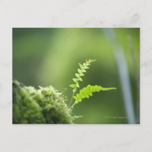 fern in rain forest clsoe up postcard
