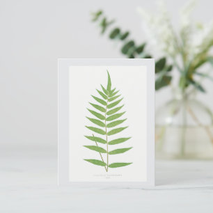 Fern Leaf Botanical Illustration Postcard