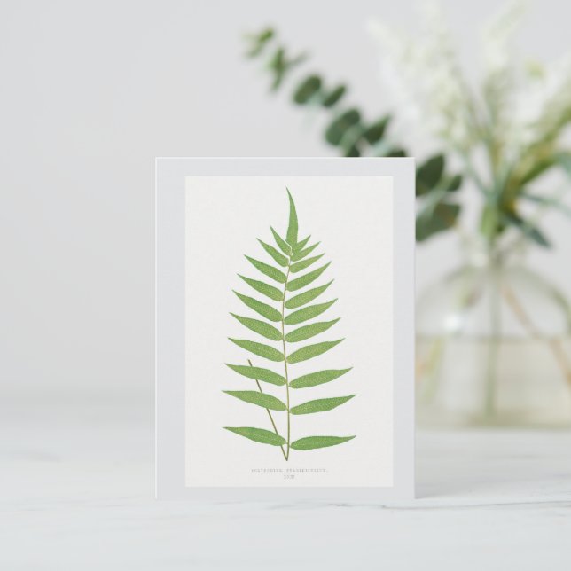Fern Leaf Botanical Illustration Postcard (Standing Front)
