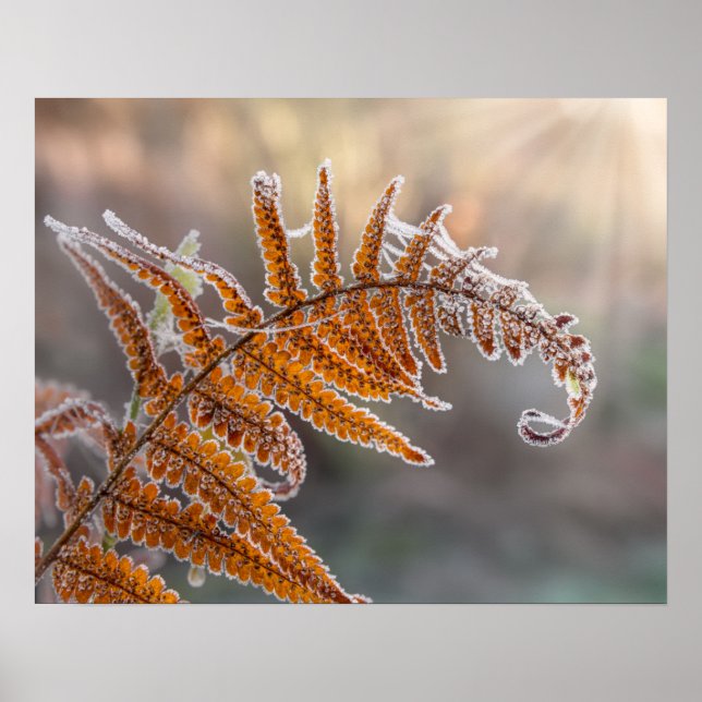 Fern Leaf with Icy Frost in a Cold Winter Nature - Poster (Front)