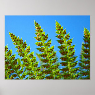 FERN Leaves art prints Framed artwork Green Ferns