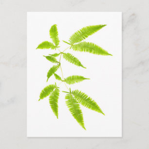 Fern leaves isolated postcard