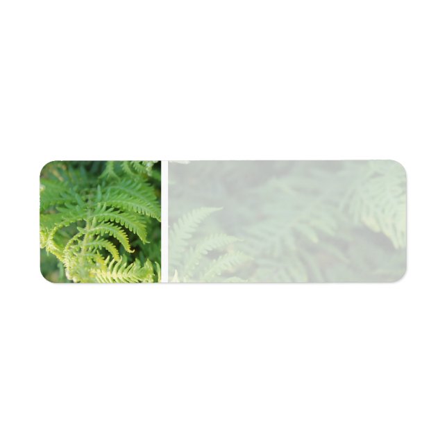 Fern Leaves. Return Address Label (Front)
