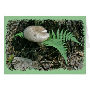 Fern & Mushroom at Stump Coordinating Items