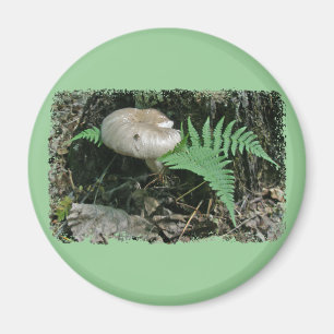 Fern & Mushroom at Stump Coordinating Items Magnet