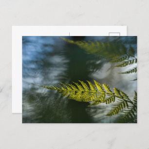 Fern Nature Photo Postcard