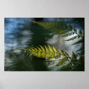 Fern Nature Photo Poster