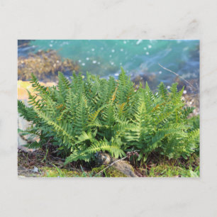Fern near the sea postcard