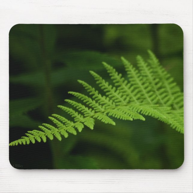 Fern P6597 Mousepad (Front)