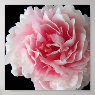Fern Peony Poster Print