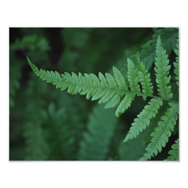 Fern Photo Print (Front)