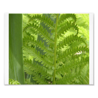 Fern Photo Print