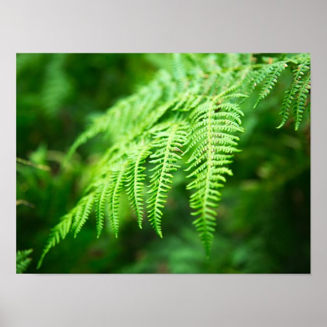Fern Picture Poster (Front)