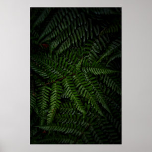 Fern plant poster