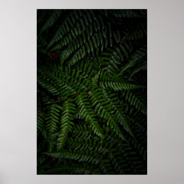 Fern plant poster (Front)
