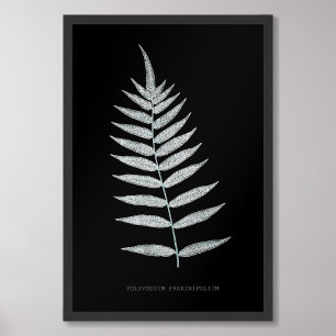 Fern - Polypodyum Fraxinifolium - X-ray effect -08 Photo Print