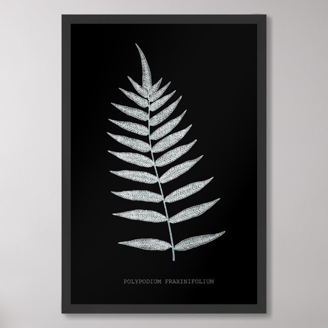 Fern - Polypodyum Fraxinifolium - X-ray effect -08 Photo Print (Creator Uploaded)