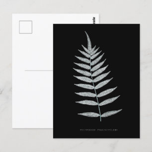 Fern - Polypodyum Fraxinifolium - X-ray effect -08 Postcard