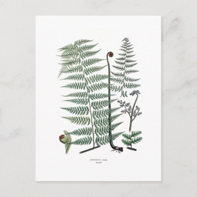 Fern Postcard (Front)
