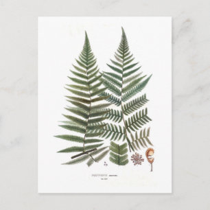 Fern Postcard