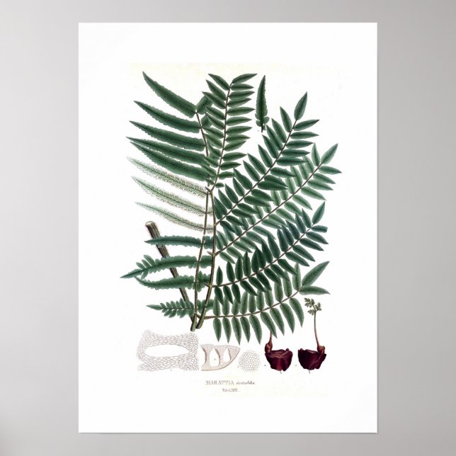 Fern Poster (Front)