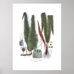 Fern Poster