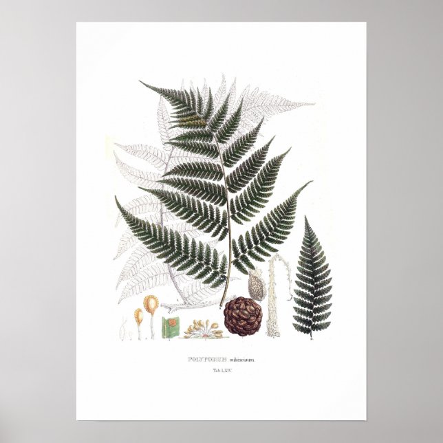 Fern Poster (Front)