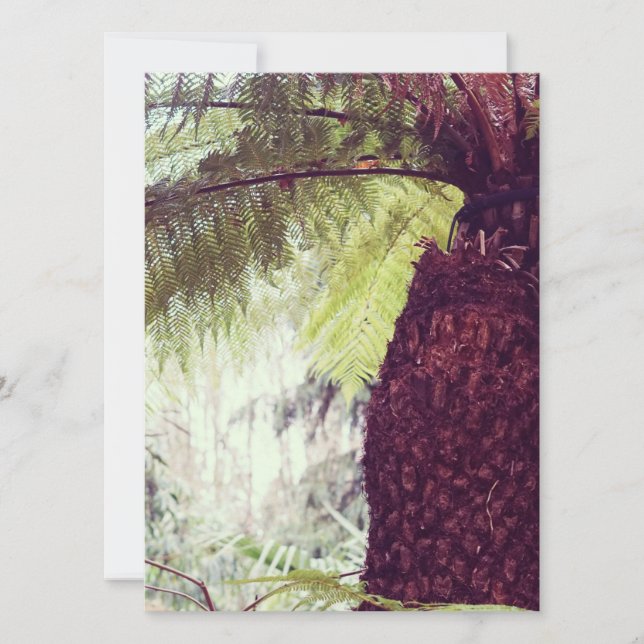 Fern Rainforest (Front)