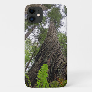 Fern Reaching To Sky Along Redwood's Swirled Bark iPhone 11 Case