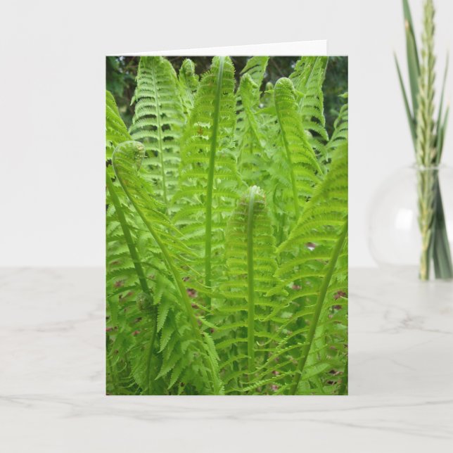 Fern Shoots Note Card (Front)