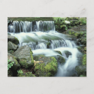 Fern Spring, Yosemite National Park Postcard