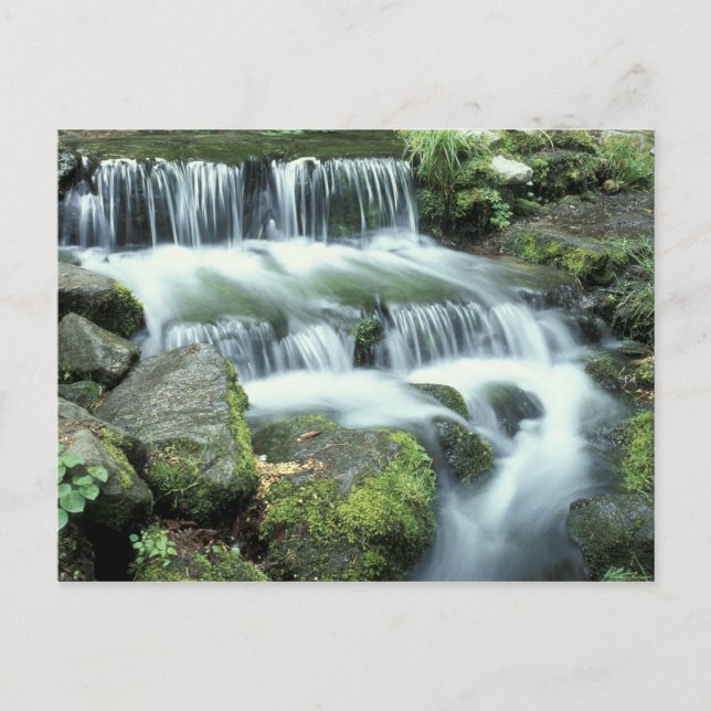 Fern Spring, Yosemite National Park Postcard (Front)