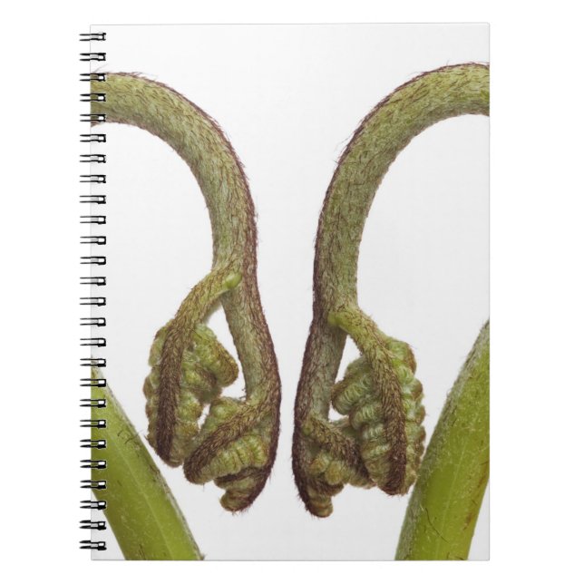 Fern sprouts 2 notebook (Front)