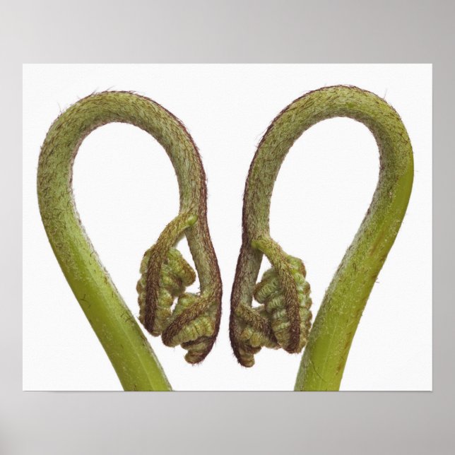 Fern sprouts 2 poster (Front)