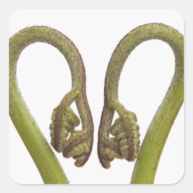 Fern sprouts 2 square sticker (Front)