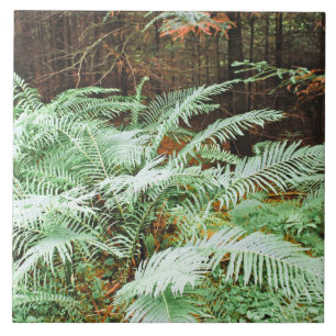 Fern Tropical Green Leaves Plant Woodland Foliage  Ceramic Tile
