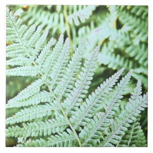 Fern Tropical Green Leaves Plant Woodland Foliage Ceramic Tile