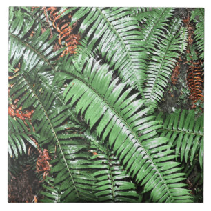 Fern Tropical Green Leaves Plant Woodland Foliage Ceramic Tile