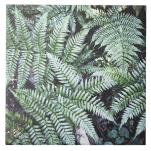 Fern Tropical Green Leaves Plant Woodland Foliage  Ceramic Tile