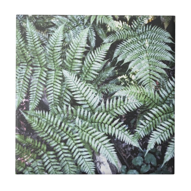 Fern Tropical Green Leaves Plant Woodland Foliage  Ceramic Tile (Front)