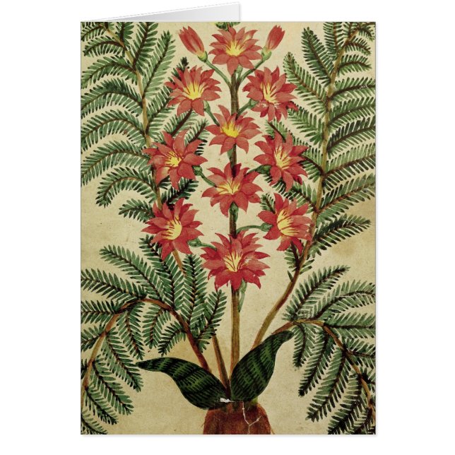 Fern with red and yellow flowers (Front)