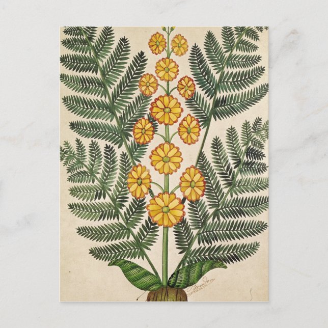 Fern with yellow flowers postcard (Front)