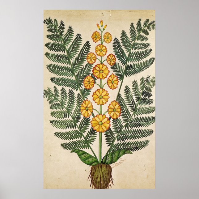 Fern with yellow flowers poster (Front)