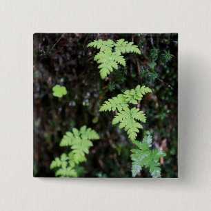 Ferns - 15 cm square badge