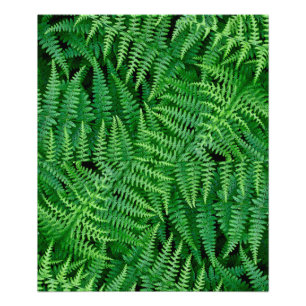 Ferns: Beauty in Nature: Photo Print